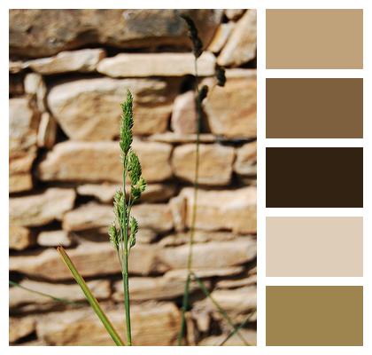 Plant Spring Stone Wall Nature Garden Image